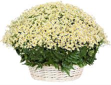 Цветочная композиция из Ромашки в корзине #REPLACE_PRED# Ромоданово
